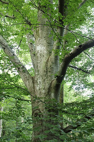 Fagus (beech)